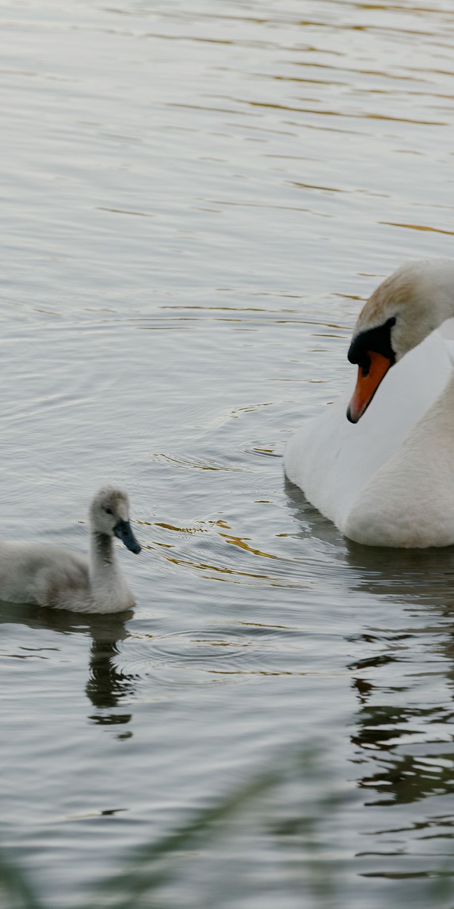 swan.jpg