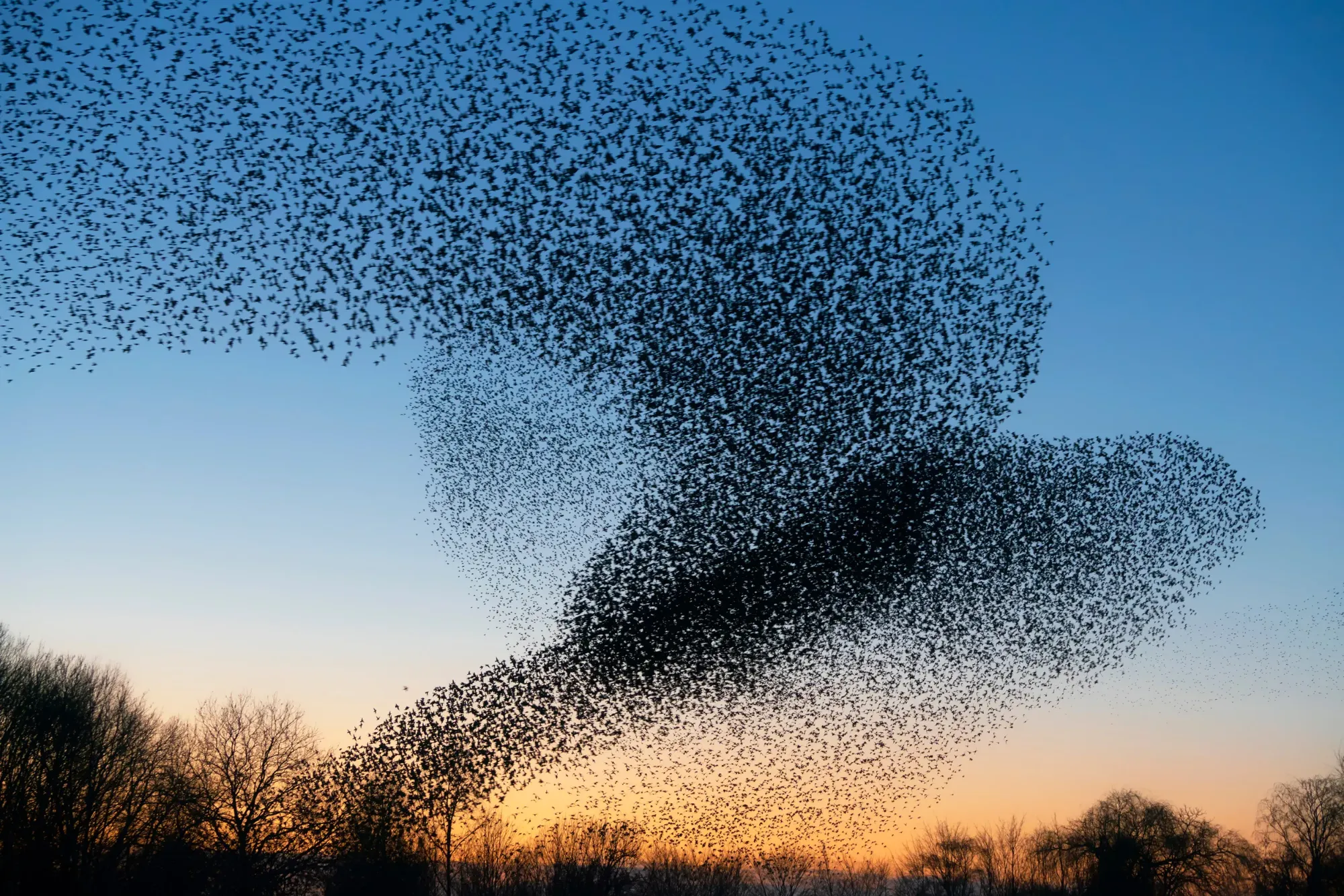 Starling murmurations at dusk over Ham Wall